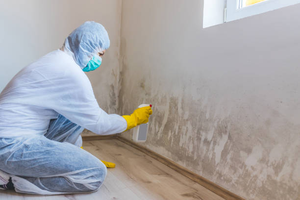 Licensed Mold Remediation service in Akron, NY - WQB Mold Removal